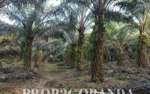 Tanah   Sawit Dijual Cepat Luas 5 Hektar Lubuk Sakat Pekanbaru