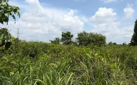 Dijual Cepat Tanah Lokasi Staretegis, Nyaman, Dan Asri Di Pekanbaru