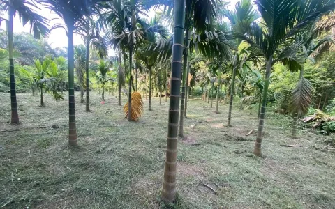 Dijual Tanah  Kebun, Lokasi Strategis Di Pekanbaru