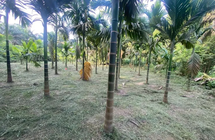 Dijual Tanah Kebun, Lokasi Strategis Di Pekanbaru