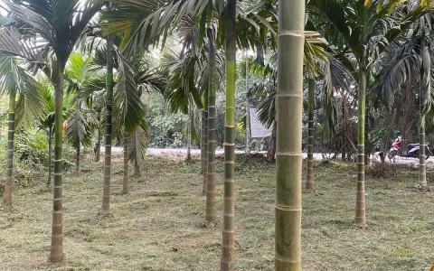 Dijual Tanah  Kebun, Lokasi Strategis Di Pekanbaru