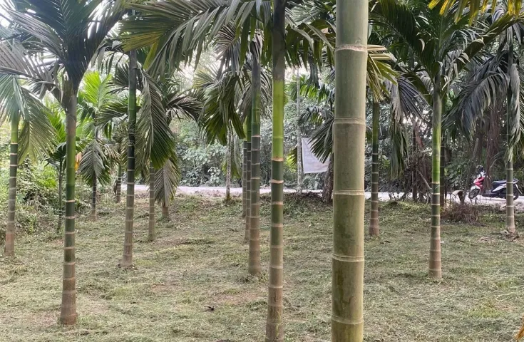Dijual Tanah Kebun, Lokasi Strategis Di Pekanbaru