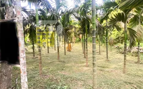 Dijual Tanah  Kebun, Lokasi Strategis Di Pekanbaru