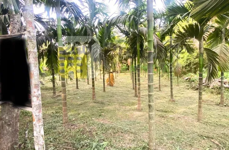 Dijual Tanah Kebun, Lokasi Strategis Di Pekanbaru